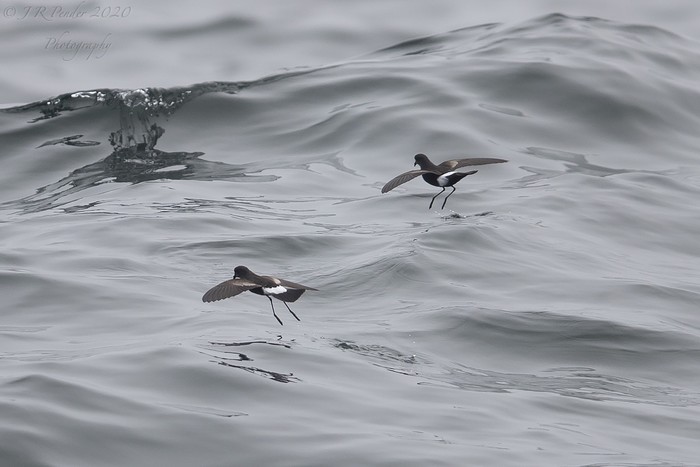 Wilson's Petrel