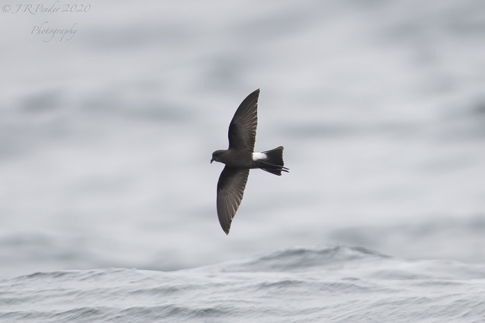 Wilson's Petrel