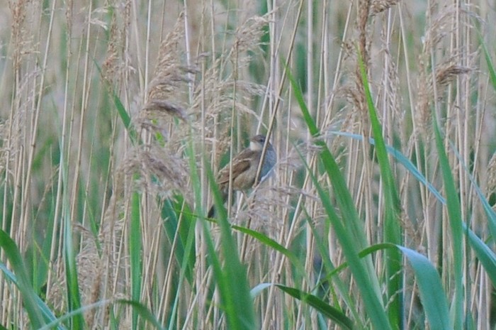 River Warbler