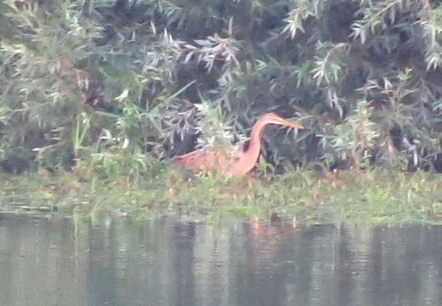 Purple Heron