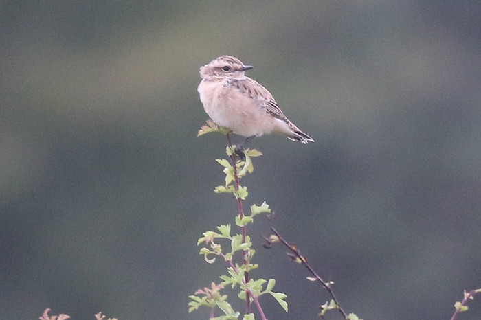 Whinchat