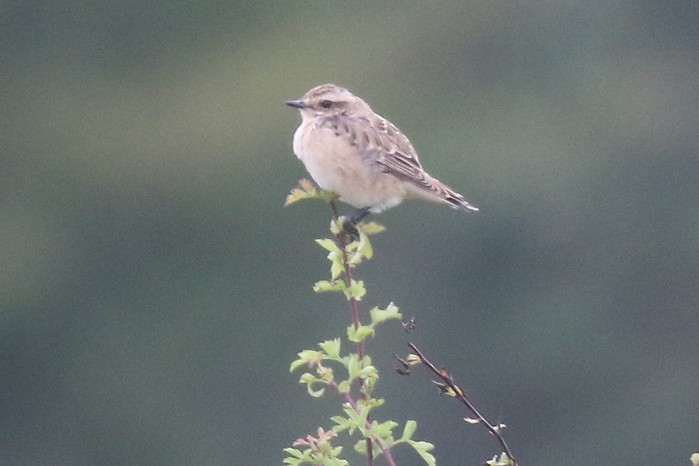 Whinchat