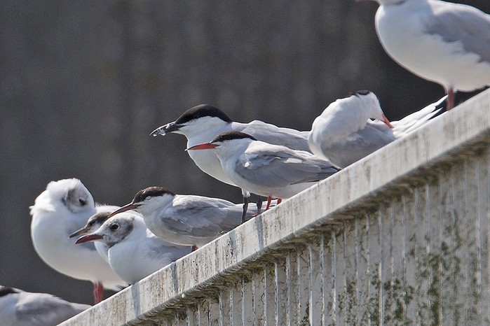 Gull-billed Tern