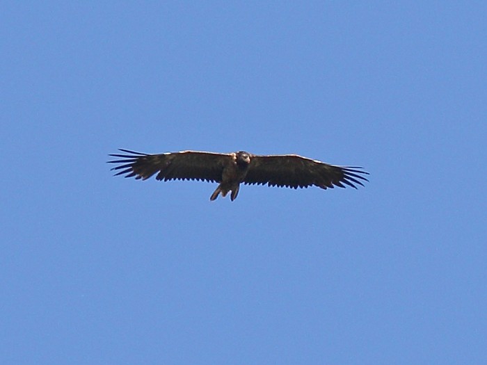 Lammergeier 