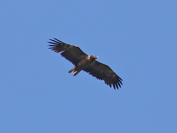 Lammergeier 