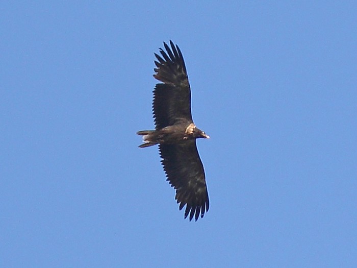 Lammergeier 