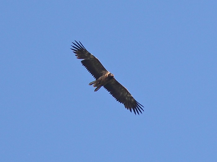 Lammergeier 