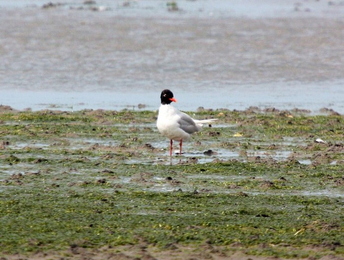 Mediterranean Gull