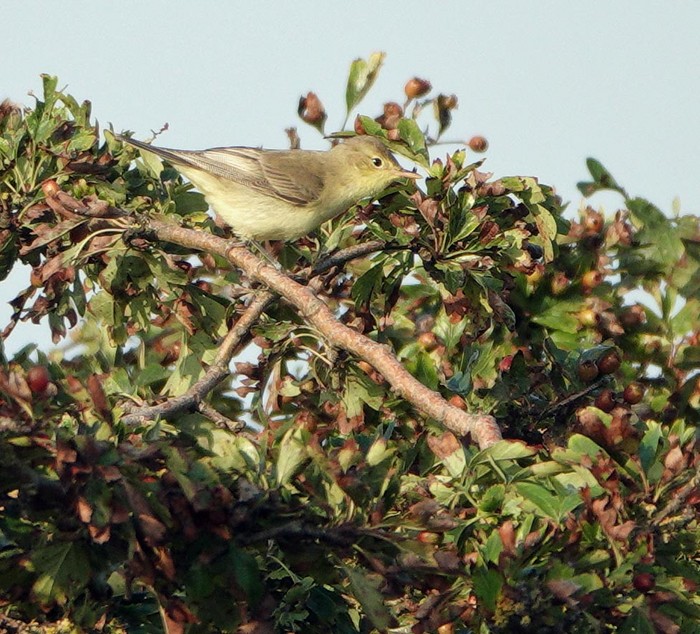 Icterine Warbler