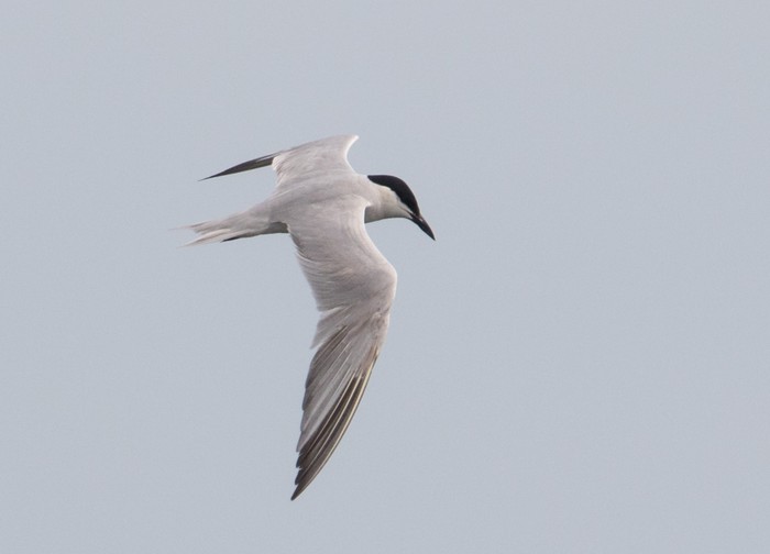 Gull-billed Tern
