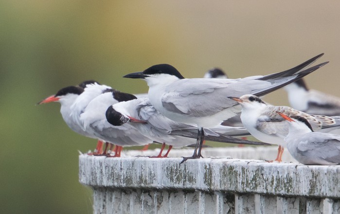Gull-billed Tern