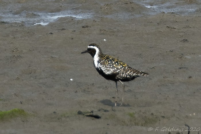Pacific Golden Plover