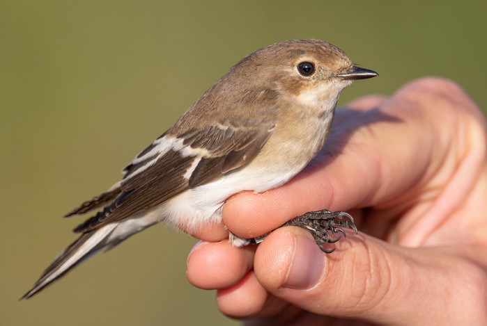 Collared Flycatcher