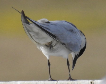 Gull-billed Tern