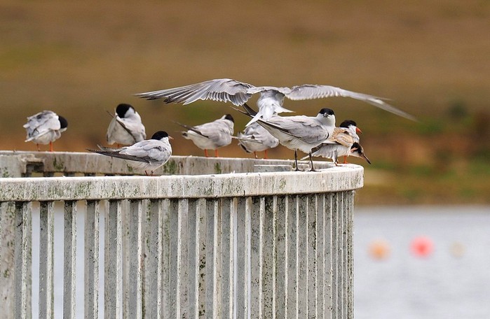 Gull-billed Tern