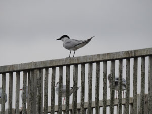 Gull-billed Tern