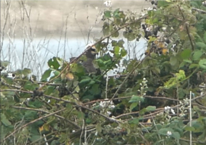Marsh Harrier