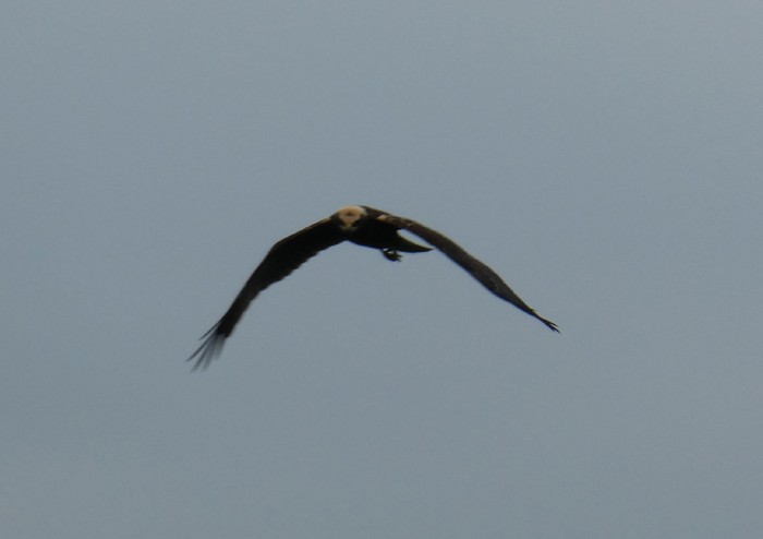 Marsh Harrier