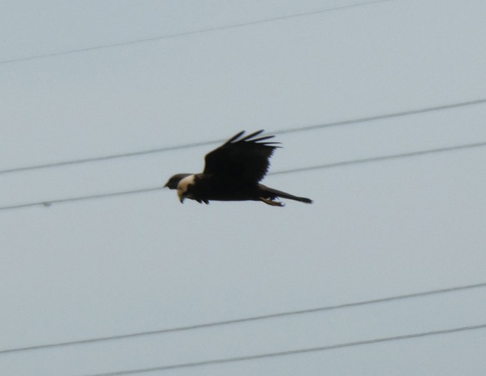 Marsh Harrier