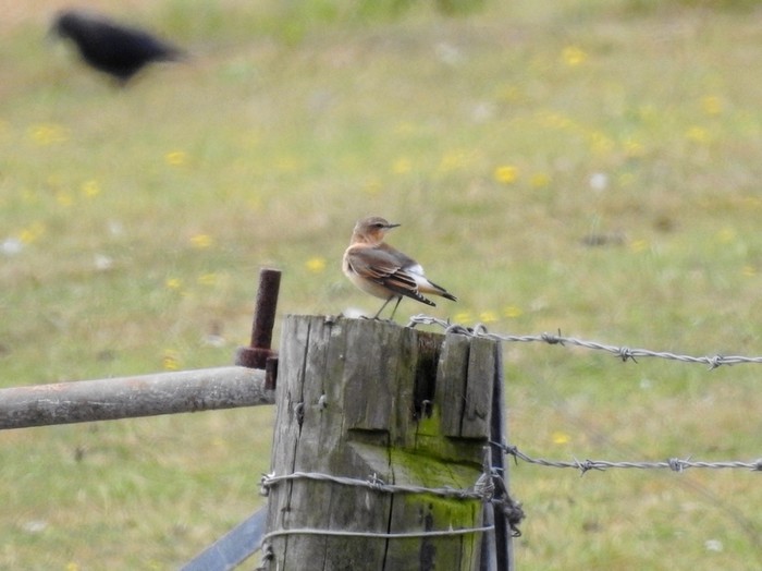 Wheatear