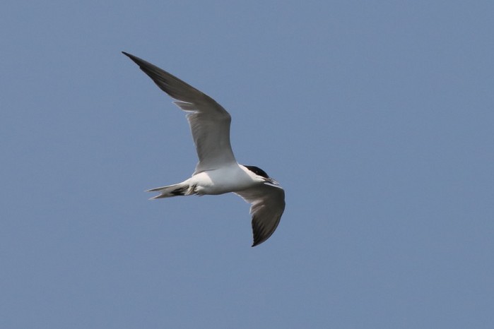 Gull-billed Tern