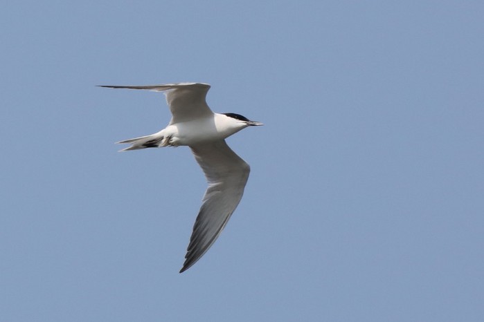 Gull-billed Tern