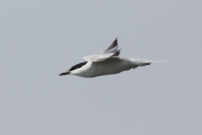Gull-billed Tern