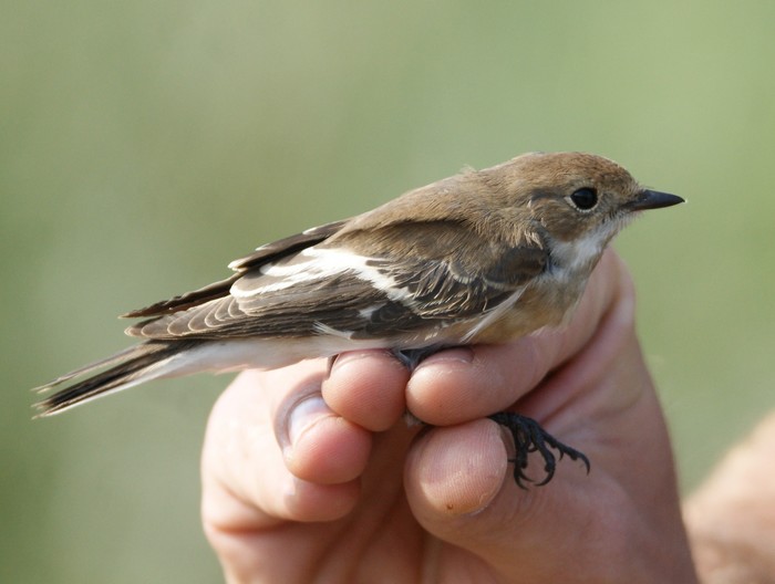 Collared Flycatcher