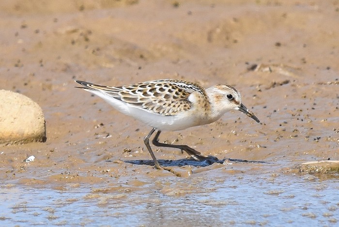 Little Stint