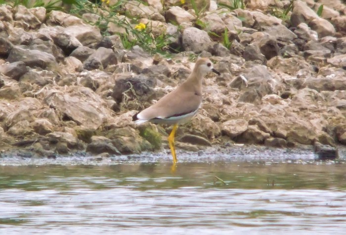 White-tailed Plover