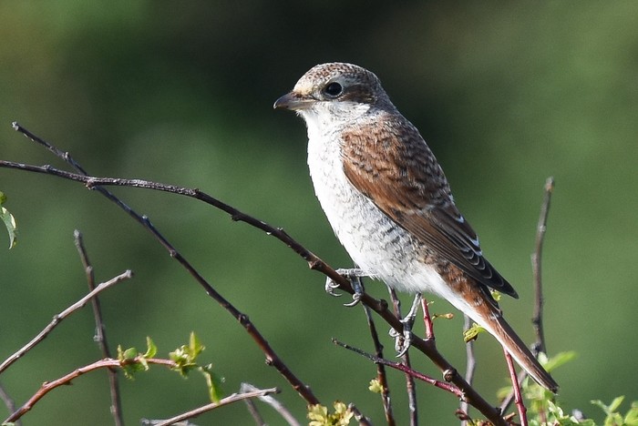 Red-backed Shrike
