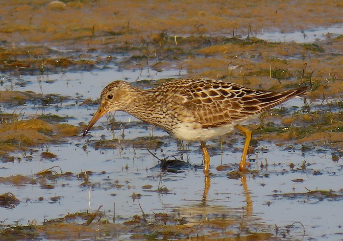 Pectoral Sandpiper