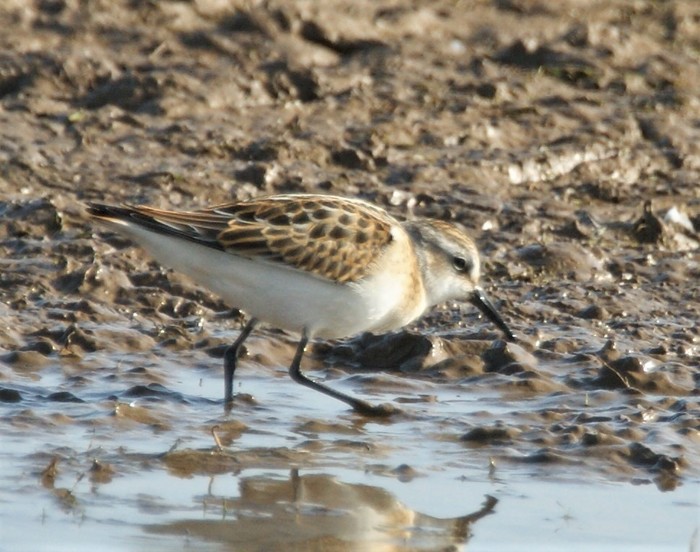 Little Stint