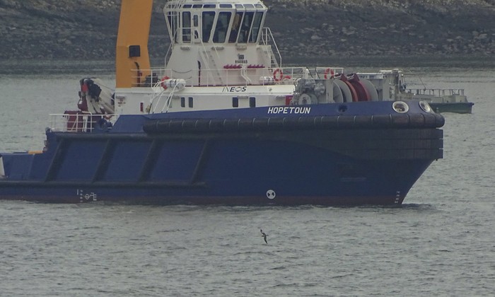 Scopoli's Shearwater