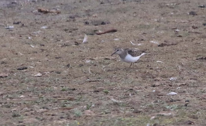 Temminck's Stint