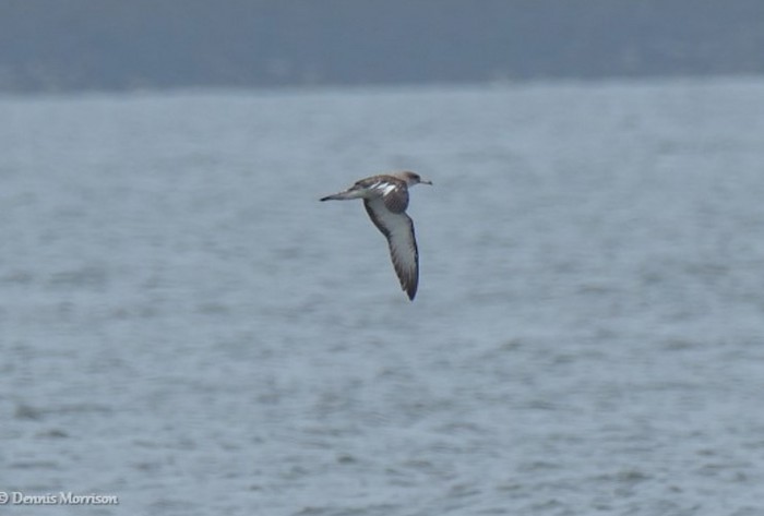 Scopoli's Shearwater