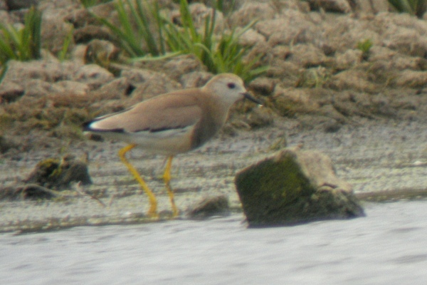 White-tailed Plover