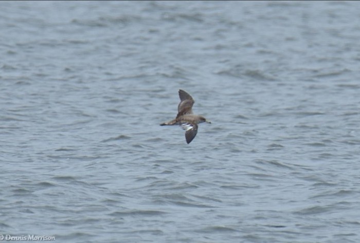 Scopoli's Shearwater