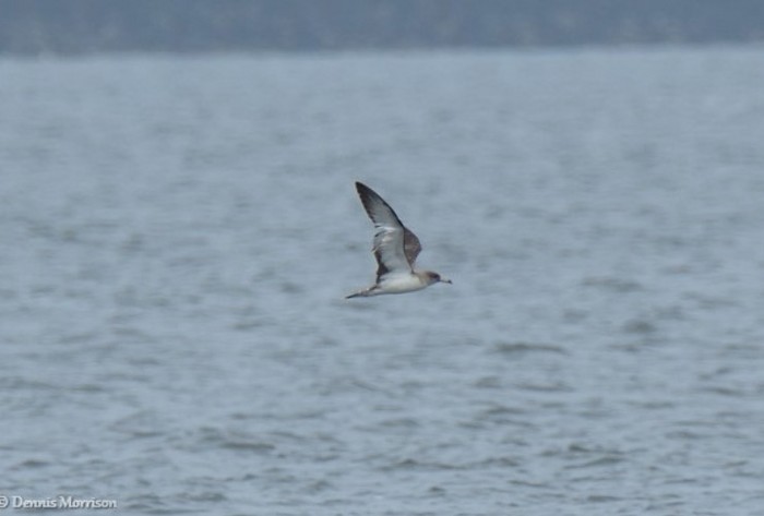Scopoli's Shearwater
