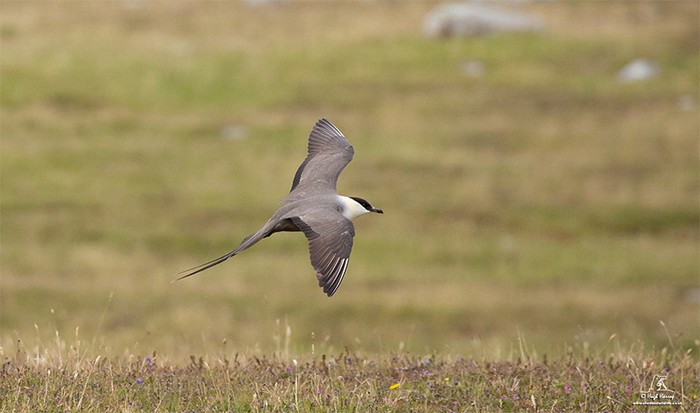 Long-tailed Skua