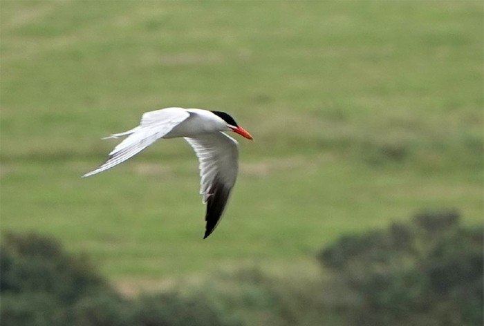 Caspian Tern