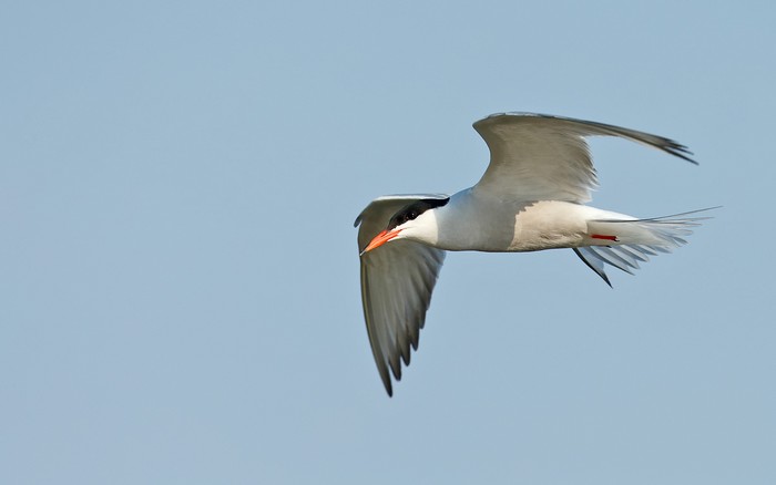 Common Tern