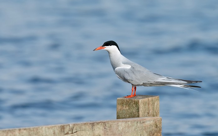 Common Tern