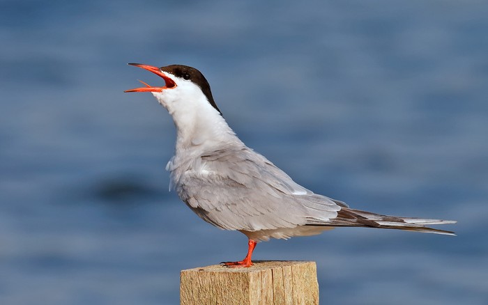 Common Tern