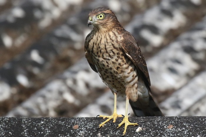 Sparrowhawk