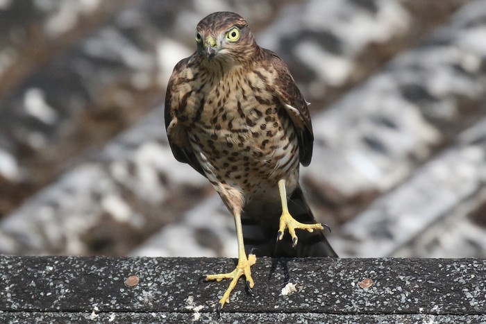 Sparrowhawk