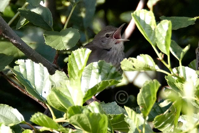 River Warbler