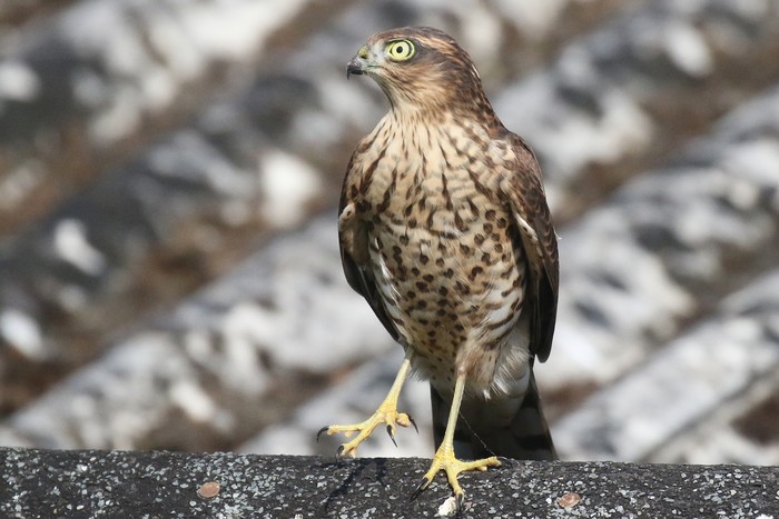 Sparrowhawk