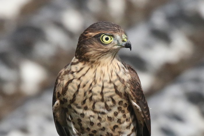 Sparrowhawk