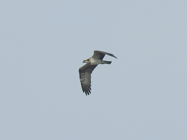 Osprey